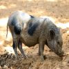 Fatpig Widescreen Royalty Free Picture